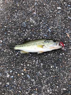 久しぶりの桂川