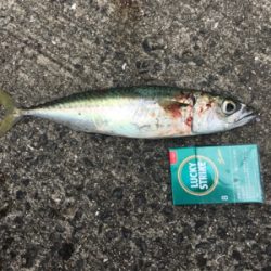 サバ&豆アジ(ちょいおっき目)