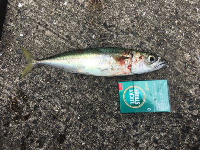 サバ&豆アジ(ちょいおっき目)