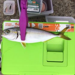 アジングタックルでサバとツバス!