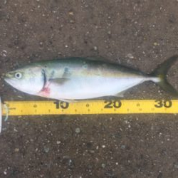 びしょ濡れでサワラ!