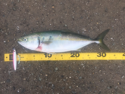 びしょ濡れでサワラ!