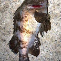 たまにはライト