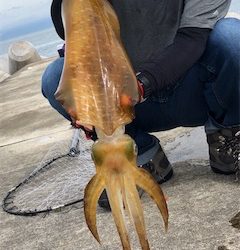泉南‼️夏‼️エギング‼️