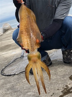 泉南‼️夏‼️エギング‼️