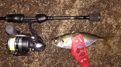 アジンガー1900〜2145