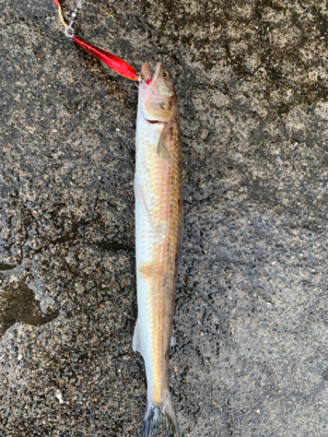 エソ大量。。。