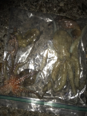 短時間タコ釣り