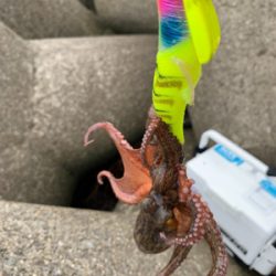 賑やか海から、一転して。