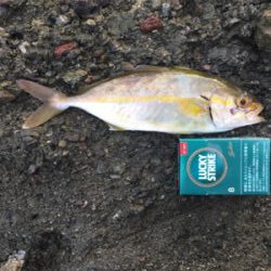 カンパチ25.5センチ