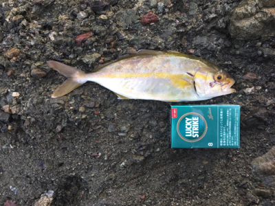 カンパチ25.5センチ