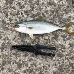 やっぱりノマセが1番