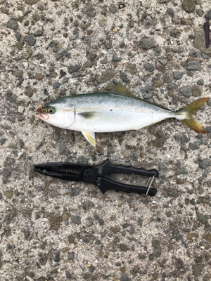 やっぱりノマセが1番