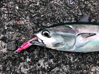 初ガツオ^ ^右に左によく走る(^^)♪