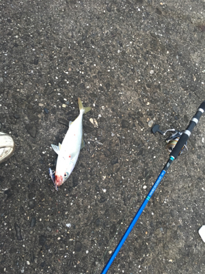 ショアジギング