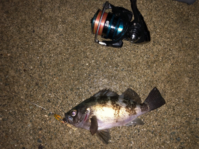 メバリング&アジング