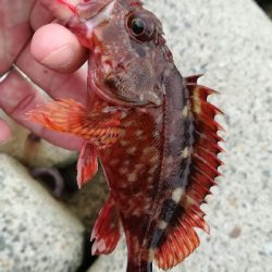 ナイトアジング