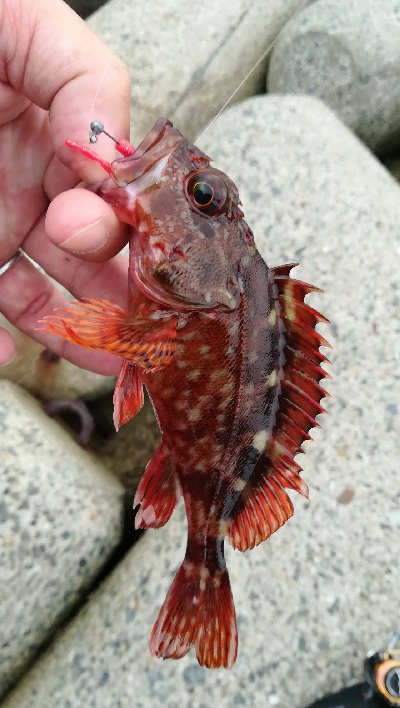 ナイトアジング