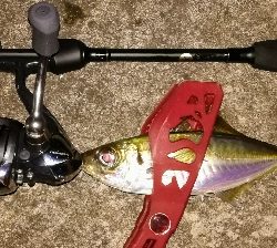 アジンガー1905〜2140