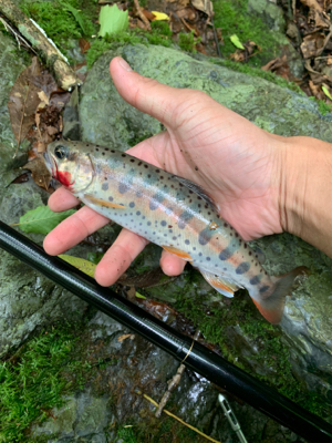 球磨川水系ヤマメ釣り#1