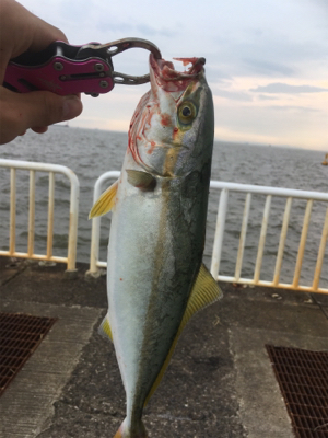 夕まずめツバス