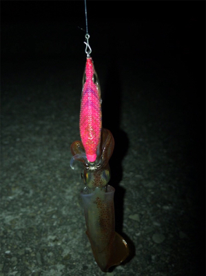 今年初のケンサキGET (^.^)