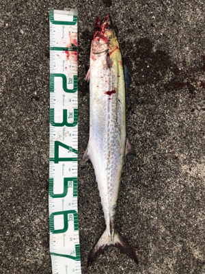 久しぶりのサワラ！