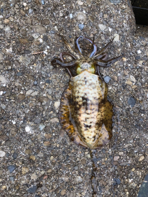 久しぶりのエギング釣行で！