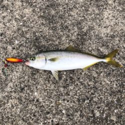 ハマチを狙いに！