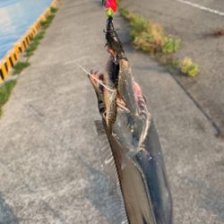 梅雨明けタチウオ