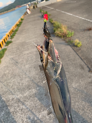 梅雨明けタチウオ