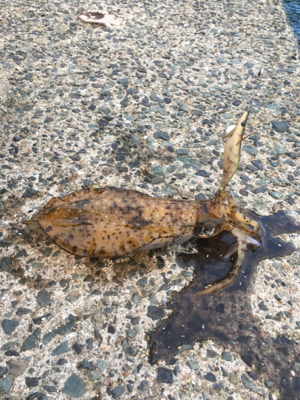 まさかのアオリ！