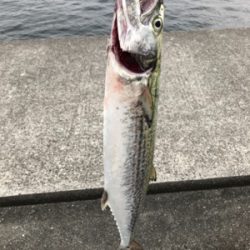 ひさびさにポーアイ