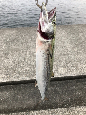 ひさびさにポーアイ