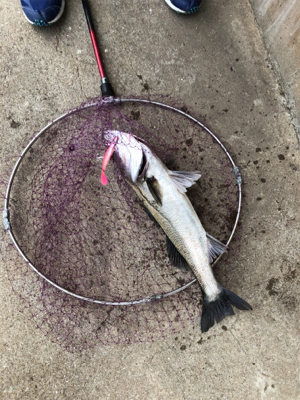 仕事終わりのシーバスゲーム