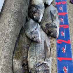 玉野市 宇野沖 沖磯チヌ