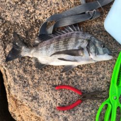 いい濁りで高活性！