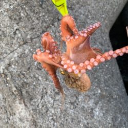 今日も、オクトパッシング ！