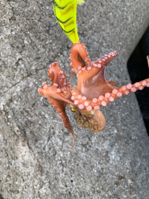 今日も、オクトパッシング ！