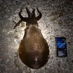 アオリ降臨‼️