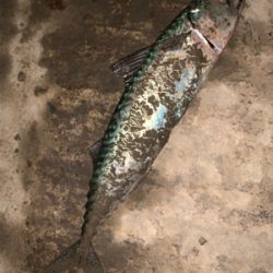 函館と言えば、、、