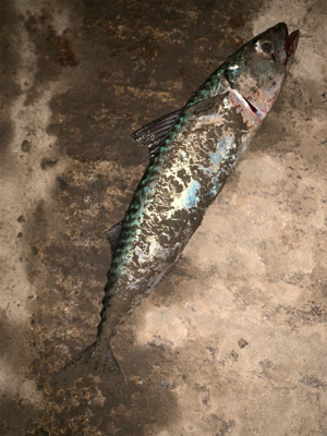 函館と言えば、、、