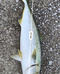 ヤズからのブリ