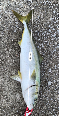 ヤズからのブリ