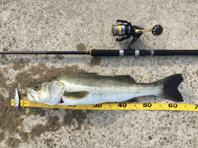 青物かと思いきやシーバス