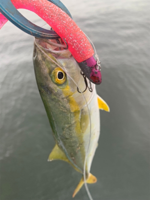 エイとアンタレスとツバス