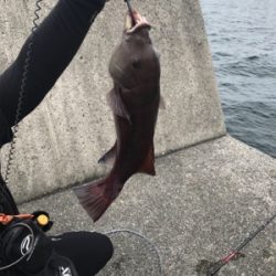 ライトショアジギング