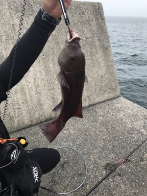 ライトショアジギング