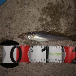 小キビレパラダイス