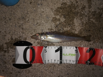 小キビレパラダイス